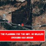 The planning for the Hwy. 101 wildlife crossing has begun