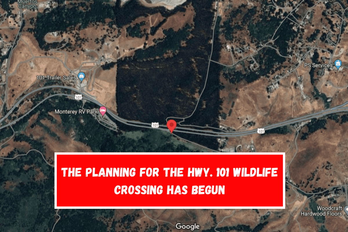 The planning for the Hwy. 101 wildlife crossing has begun