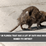 A city in Florida that has a lot of rats was recently named its dirtiest