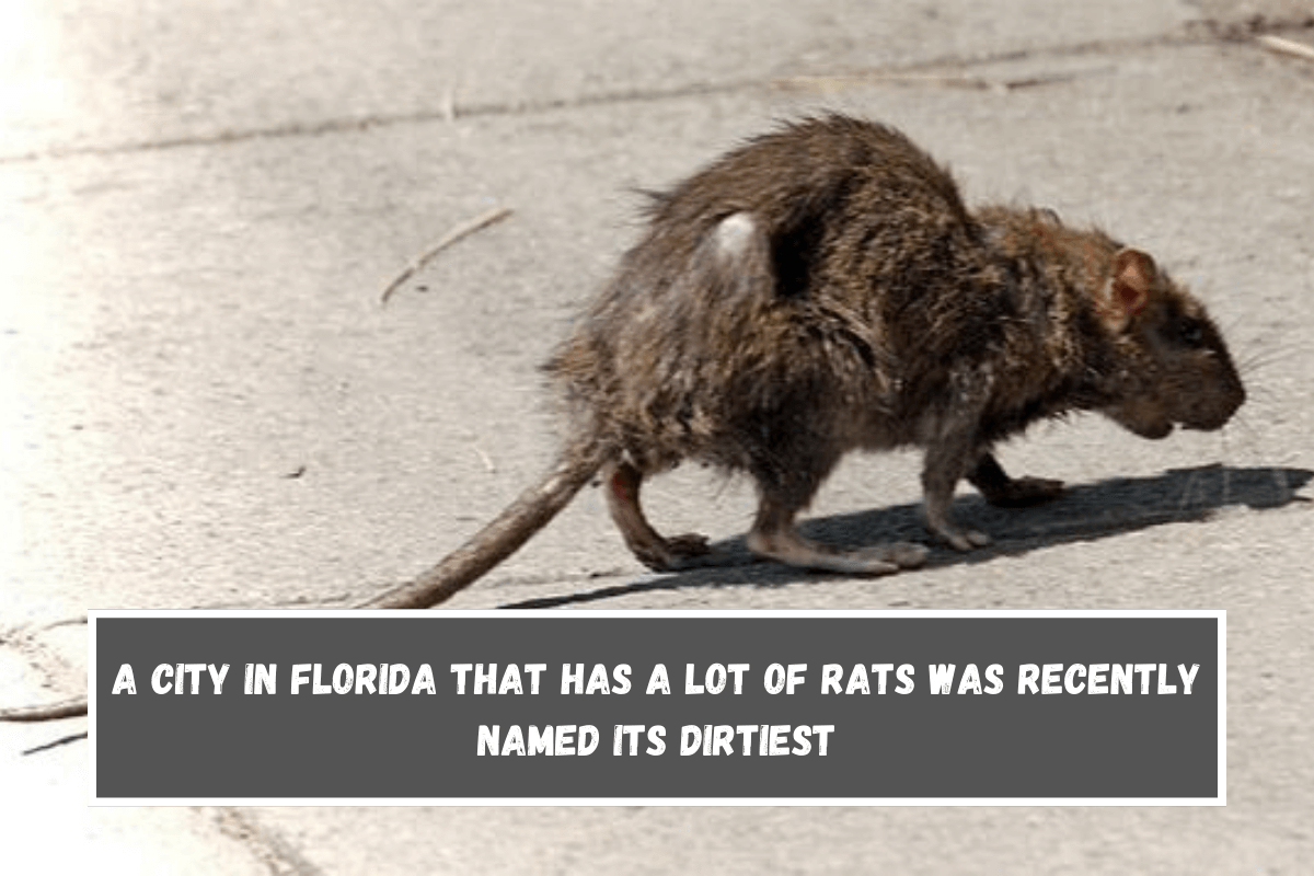 A city in Florida that has a lot of rats was recently named its dirtiest