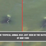 A huge tropical animal was just seen in the water off of New York