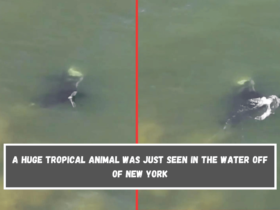 A huge tropical animal was just seen in the water off of New York