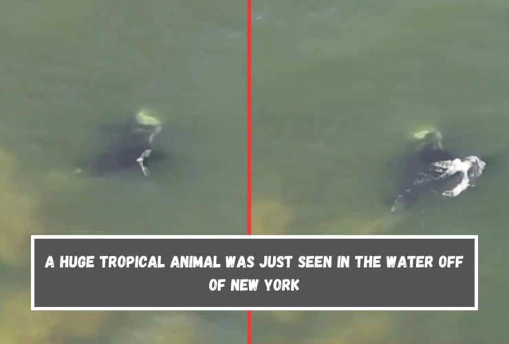 A huge tropical animal was just seen in the water off of New York