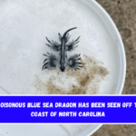 A poisonous Blue Sea Dragon has been seen off the coast of North Carolina