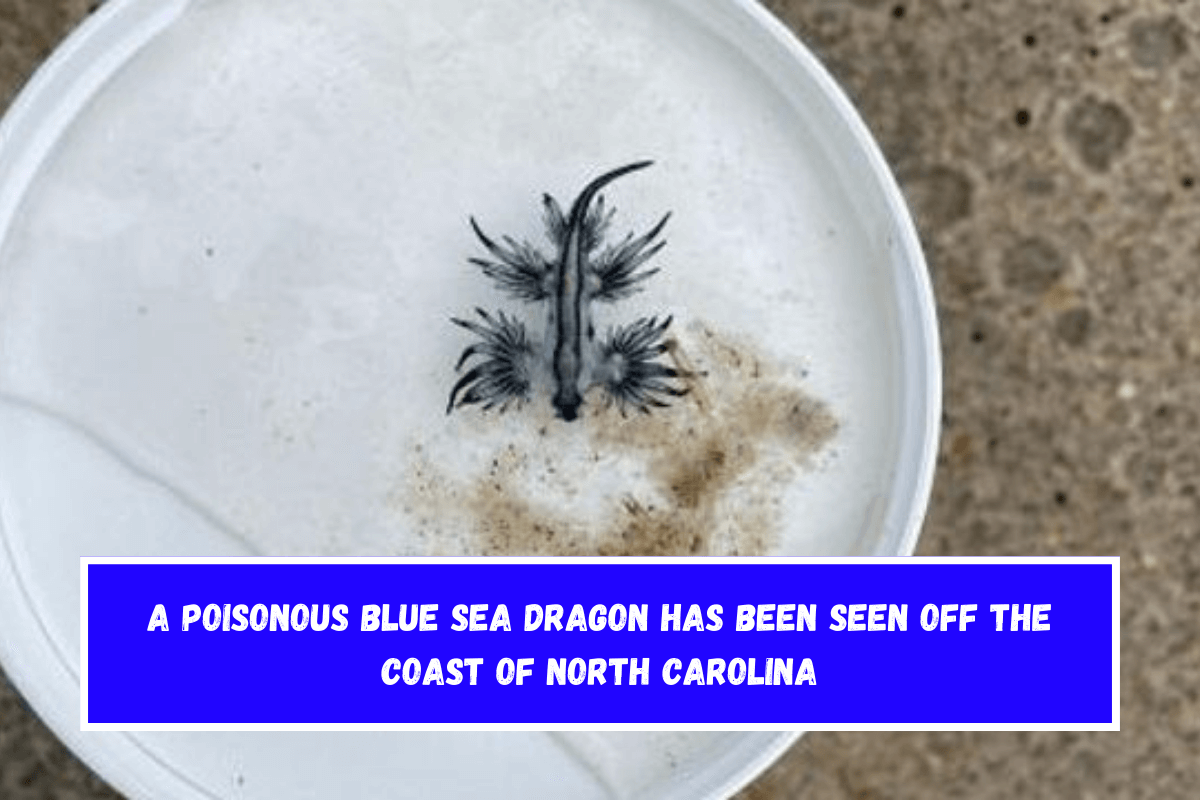 A poisonous Blue Sea Dragon has been seen off the coast of North Carolina