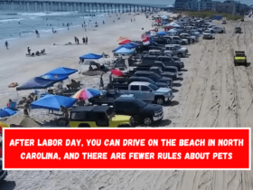 After Labor Day, you can drive on the beach in North Carolina, and there are fewer rules about pets