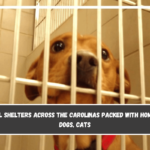 Animal shelters across the Carolinas packed with homeless dogs, cats