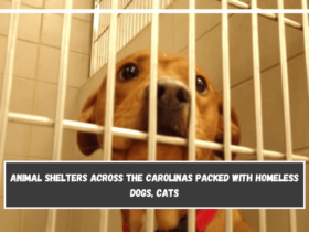 Animal shelters across the Carolinas packed with homeless dogs, cats