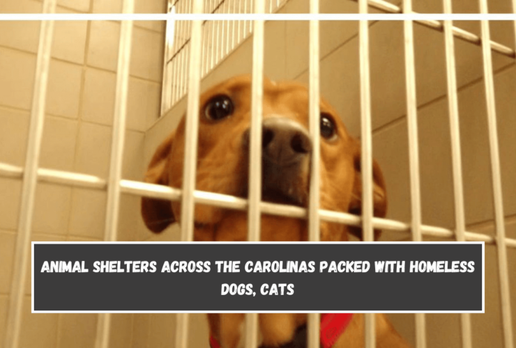 Animal shelters across the Carolinas packed with homeless dogs, cats