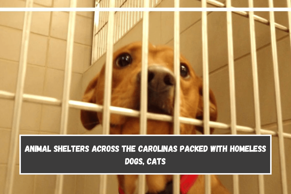 Animal shelters across the Carolinas packed with homeless dogs, cats