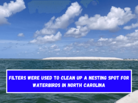 Filters were used to clean up a nesting spot for waterbirds in North Carolina