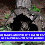 Fish and Wildlife authorities say 5 wild red wolf pups die in eastern NC after father murdered