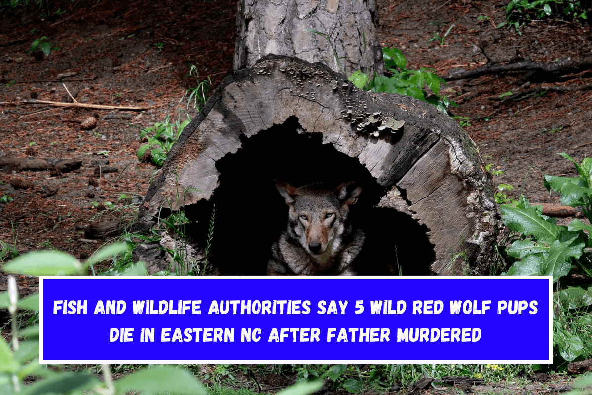 Fish and Wildlife authorities say 5 wild red wolf pups die in eastern NC after father murdered