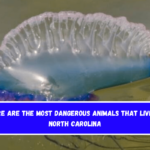 Here are the most dangerous animals that live in North Carolina