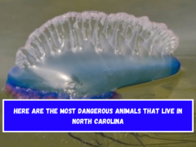 Here are the most dangerous animals that live in North Carolina