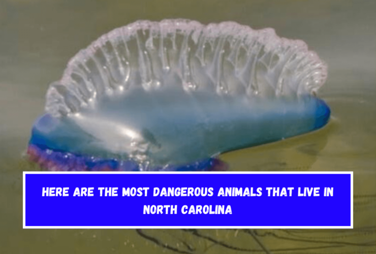 Here are the most dangerous animals that live in North Carolina