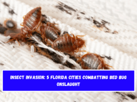 Insect Invasion 5 Florida Cities Combatting Bed Bug Onslaught