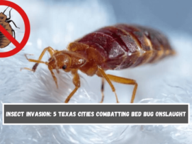 Insect Invasion 5 Texas Cities Combatting Bed Bug Onslaught