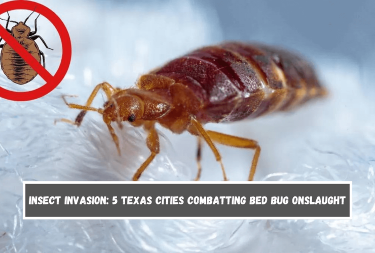 Insect Invasion 5 Texas Cities Combatting Bed Bug Onslaught