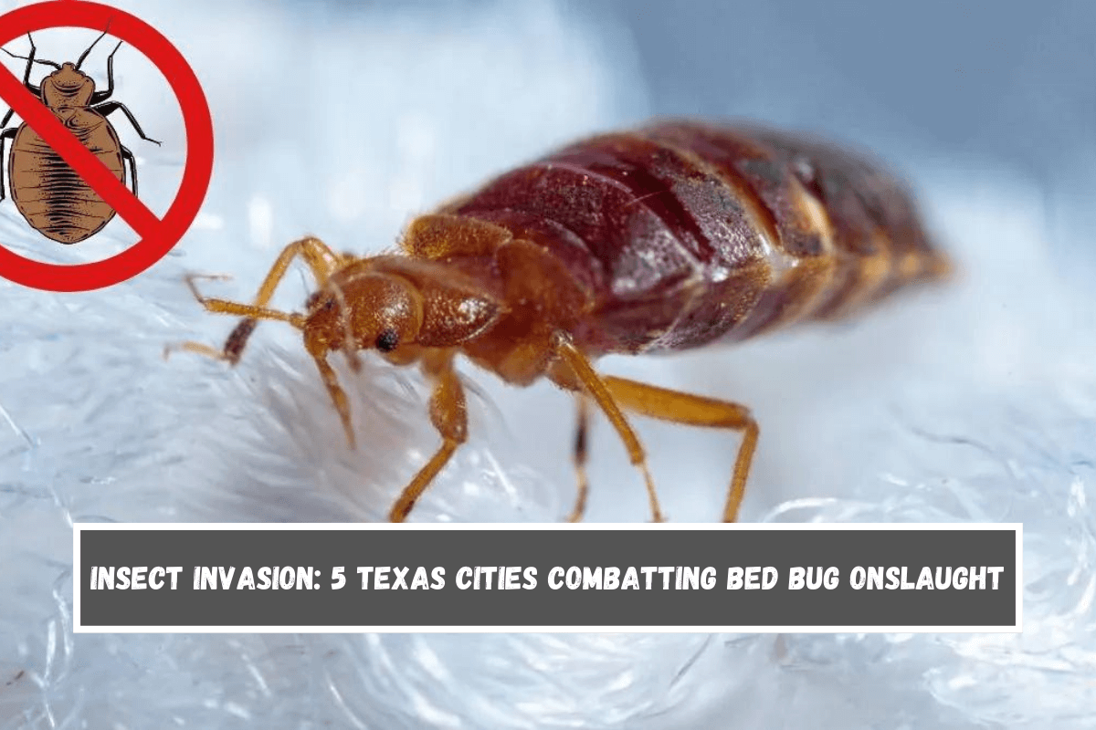 Insect Invasion 5 Texas Cities Combatting Bed Bug Onslaught