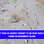 More than 50 sharks thought to be dead have been found on Masonboro Island