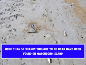 More than 50 sharks thought to be dead have been found on Masonboro Island