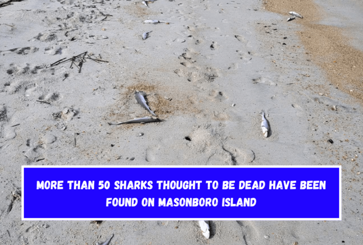 More than 50 sharks thought to be dead have been found on Masonboro Island