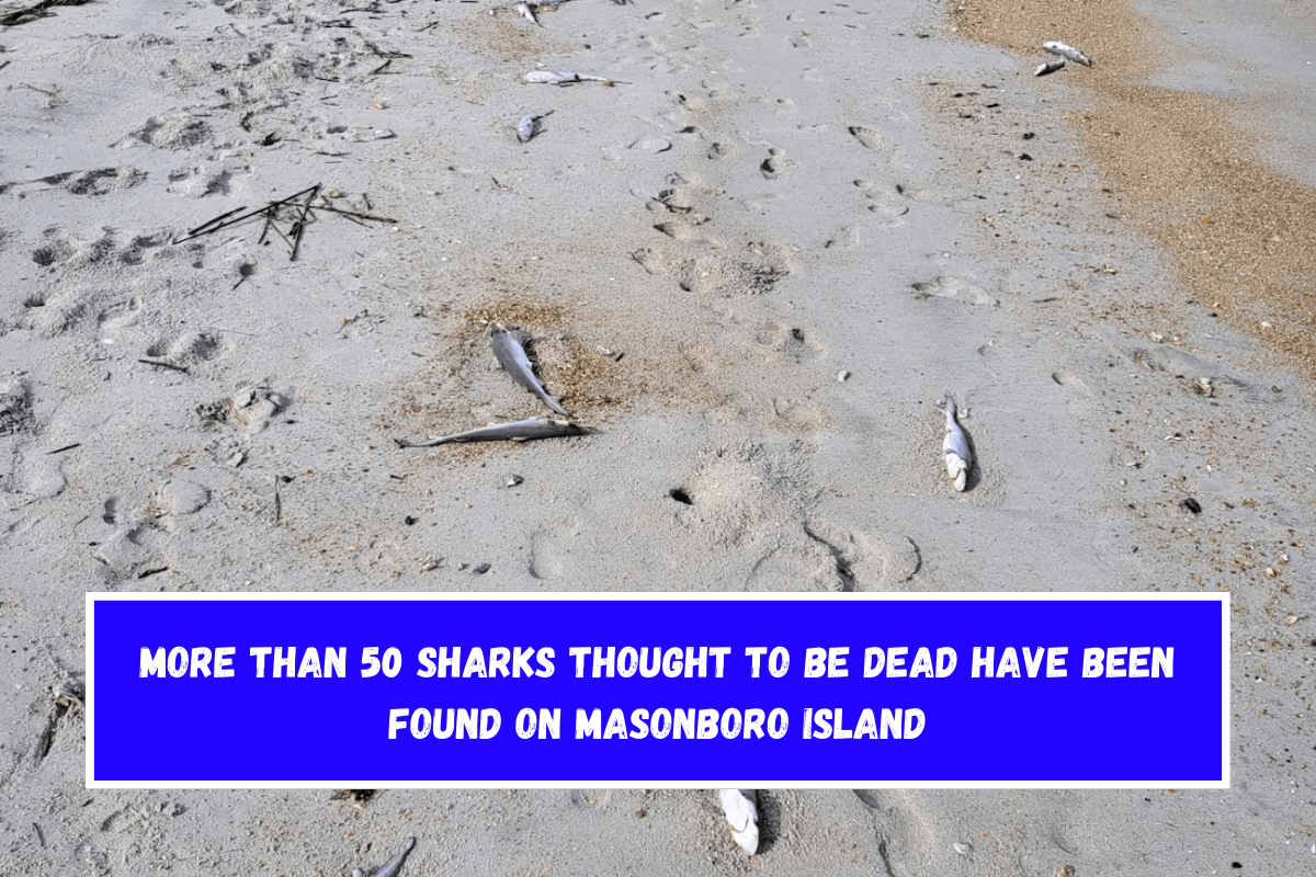 More than 50 sharks thought to be dead have been found on Masonboro Island