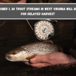 On October 1, 34 trout streams in West Virginia will be open for delayed harvest