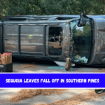 Sequoia leaves fall off in Southern Pines