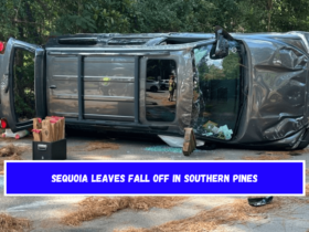 Sequoia leaves fall off in Southern Pines