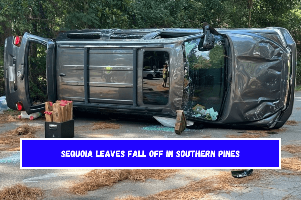 Sequoia leaves fall off in Southern Pines