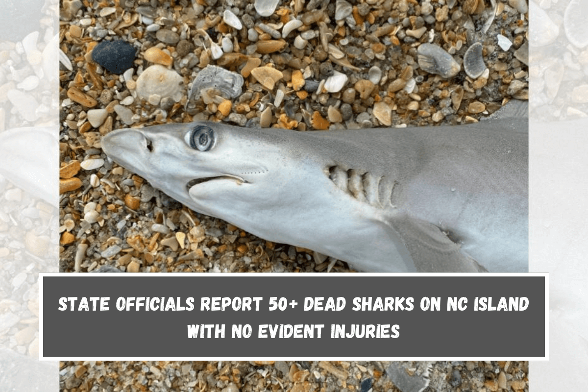 State officials report 50+ dead sharks on NC island with no evident injuries