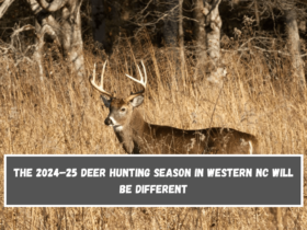 The 2024–25 deer hunting season in Western NC will be different