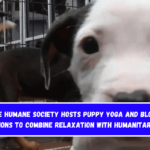 The Humane Society hosts puppy yoga and blood donations to combine relaxation with humanitarianism