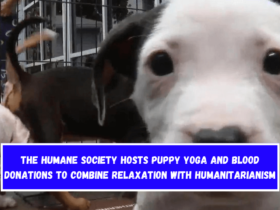 The Humane Society hosts puppy yoga and blood donations to combine relaxation with humanitarianism