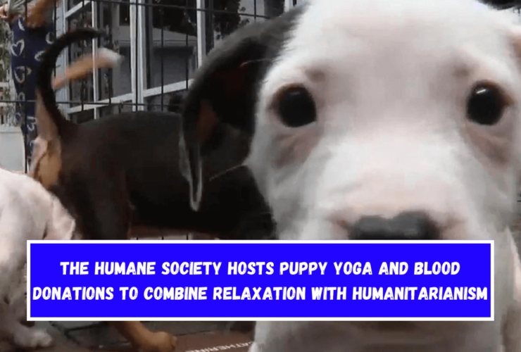 The Humane Society hosts puppy yoga and blood donations to combine relaxation with humanitarianism