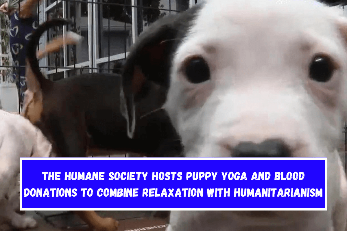 The Humane Society hosts puppy yoga and blood donations to combine relaxation with humanitarianism