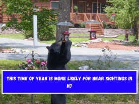 This time of year is more likely for bear sightings in NC