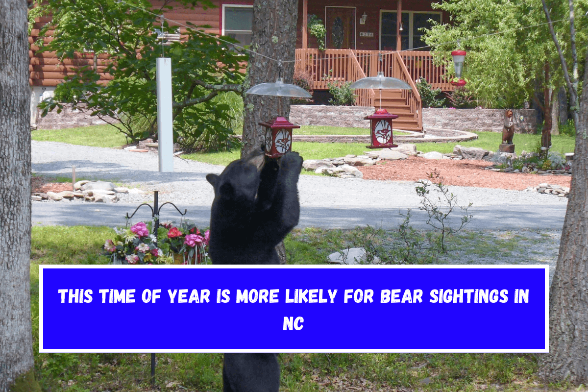 This time of year is more likely for bear sightings in NC