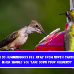 When do hummingbirds fly away from North Carolina When should you take down your feeders