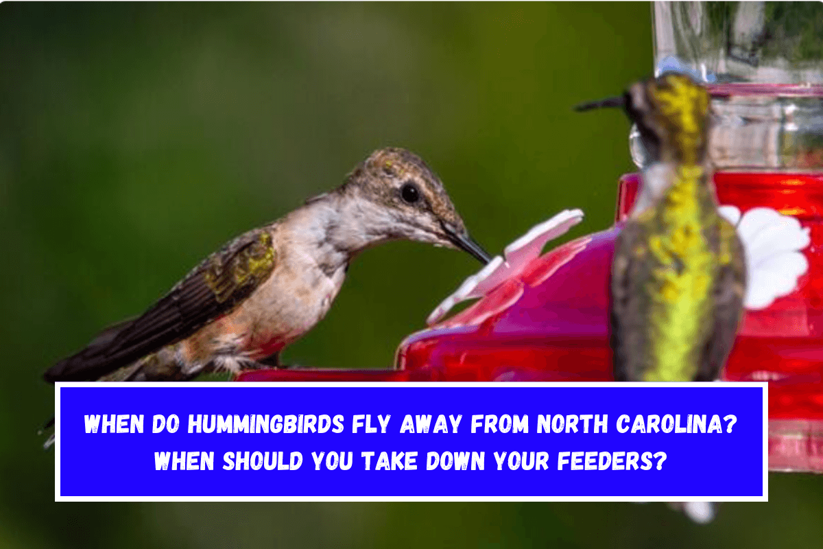 When do hummingbirds fly away from North Carolina When should you take down your feeders