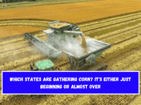 Which states are gathering corn It's either just beginning or almost over