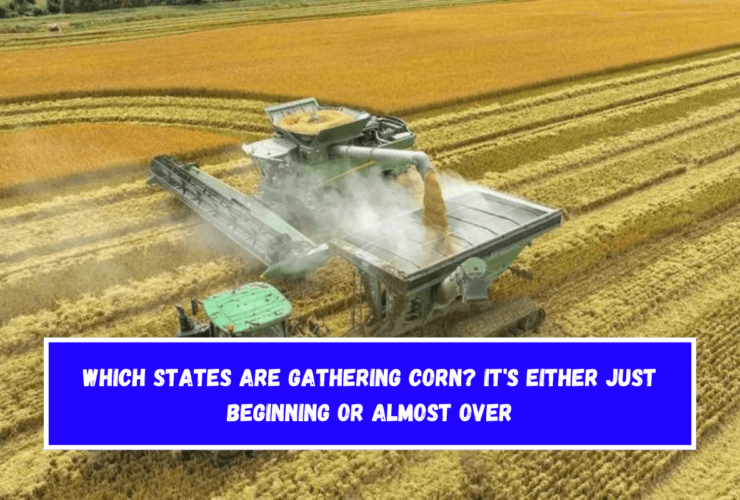 Which states are gathering corn It's either just beginning or almost over