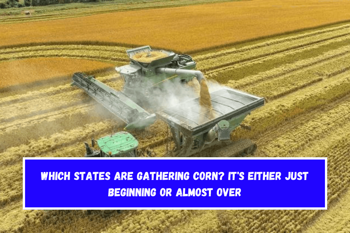 Which states are gathering corn It's either just beginning or almost over