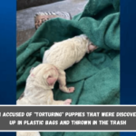 A woman accused of torturing puppies that were discovered tied up in plastic bags and thrown in the trash