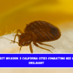 Insect Invasion 5 California Cities Combatting Bed Bug Onslaught