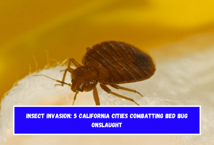 Insect Invasion 5 California Cities Combatting Bed Bug Onslaught