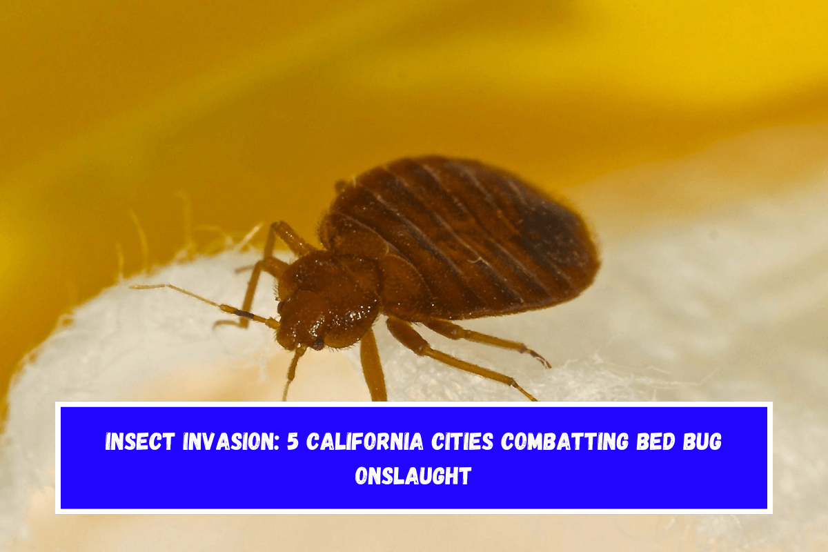 Insect Invasion 5 California Cities Combatting Bed Bug Onslaught