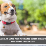 Is It Illegal to Leave Your Pet Chained Outside in California Here's What the Law Says